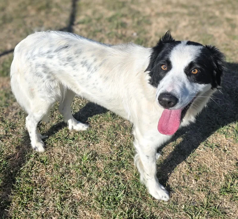 Dutchess thumbnail 2