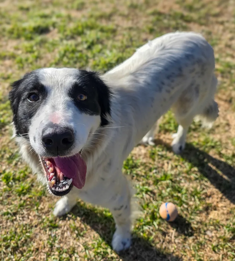 Dutchess thumbnail 3