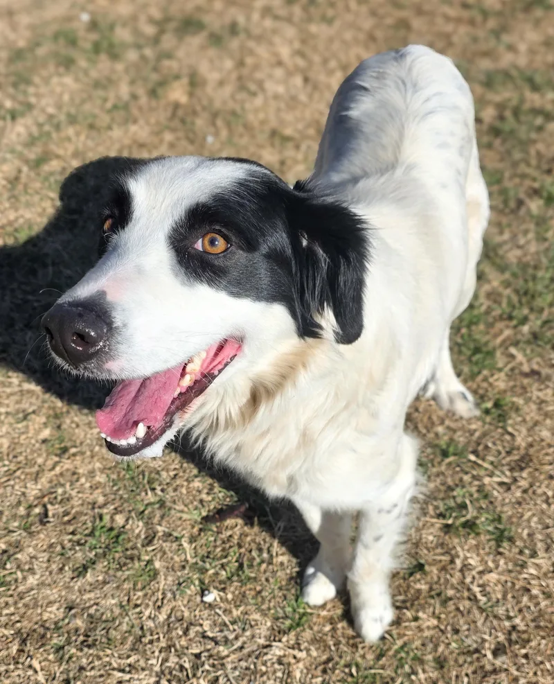 Dutchess thumbnail 4