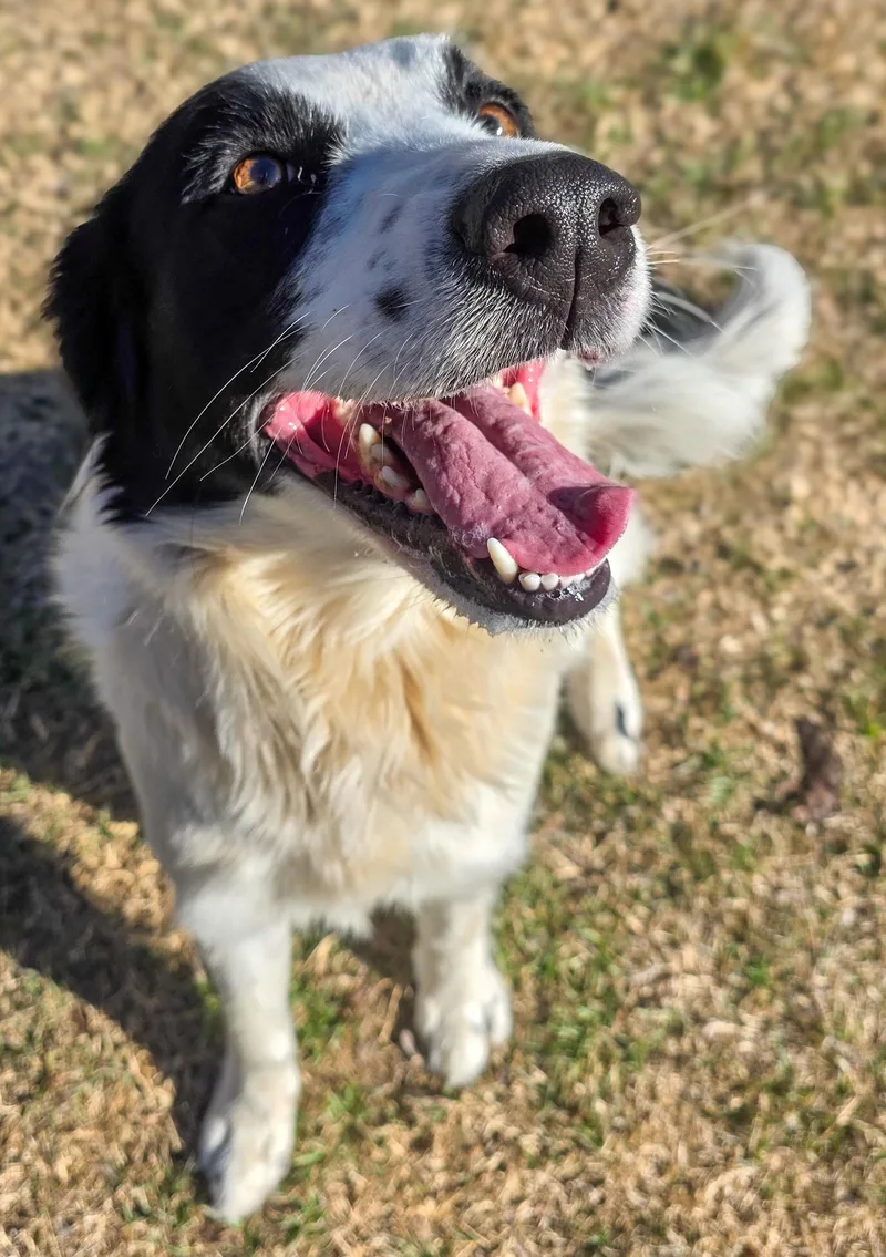 Dutchess thumbnail 5