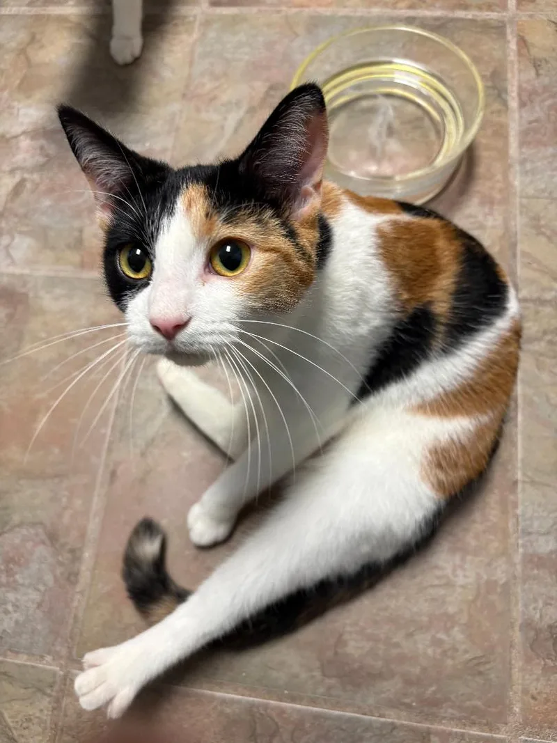 Honey Bee thumbnail 2