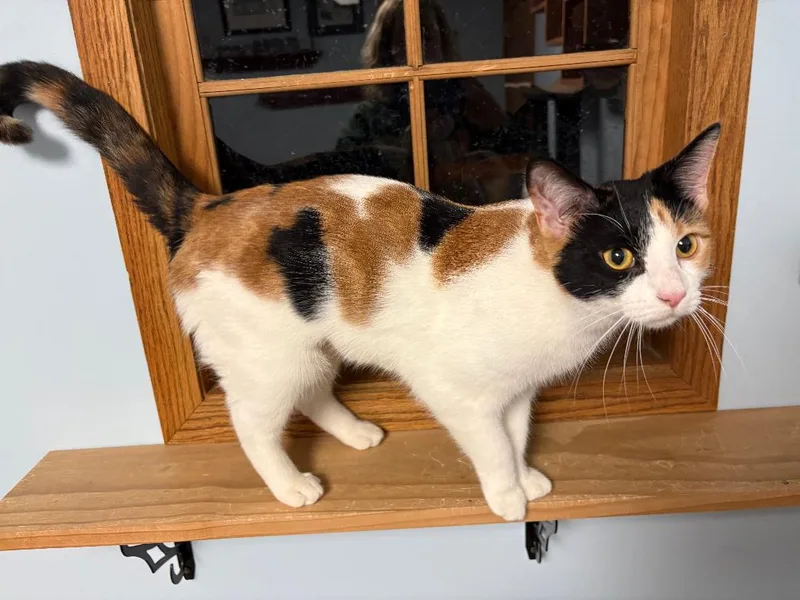 Honey Bee thumbnail 3