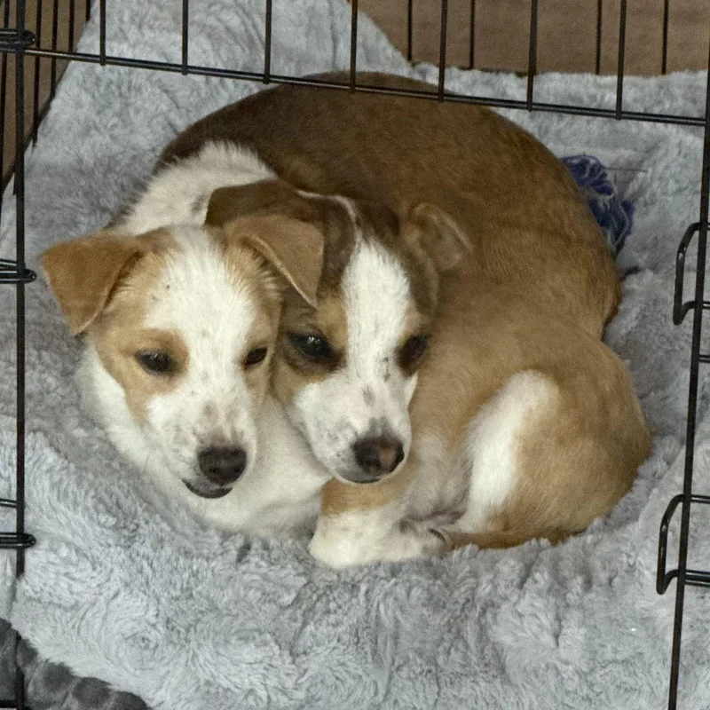 Mr. Itty Bitty Cj thumbnail 2