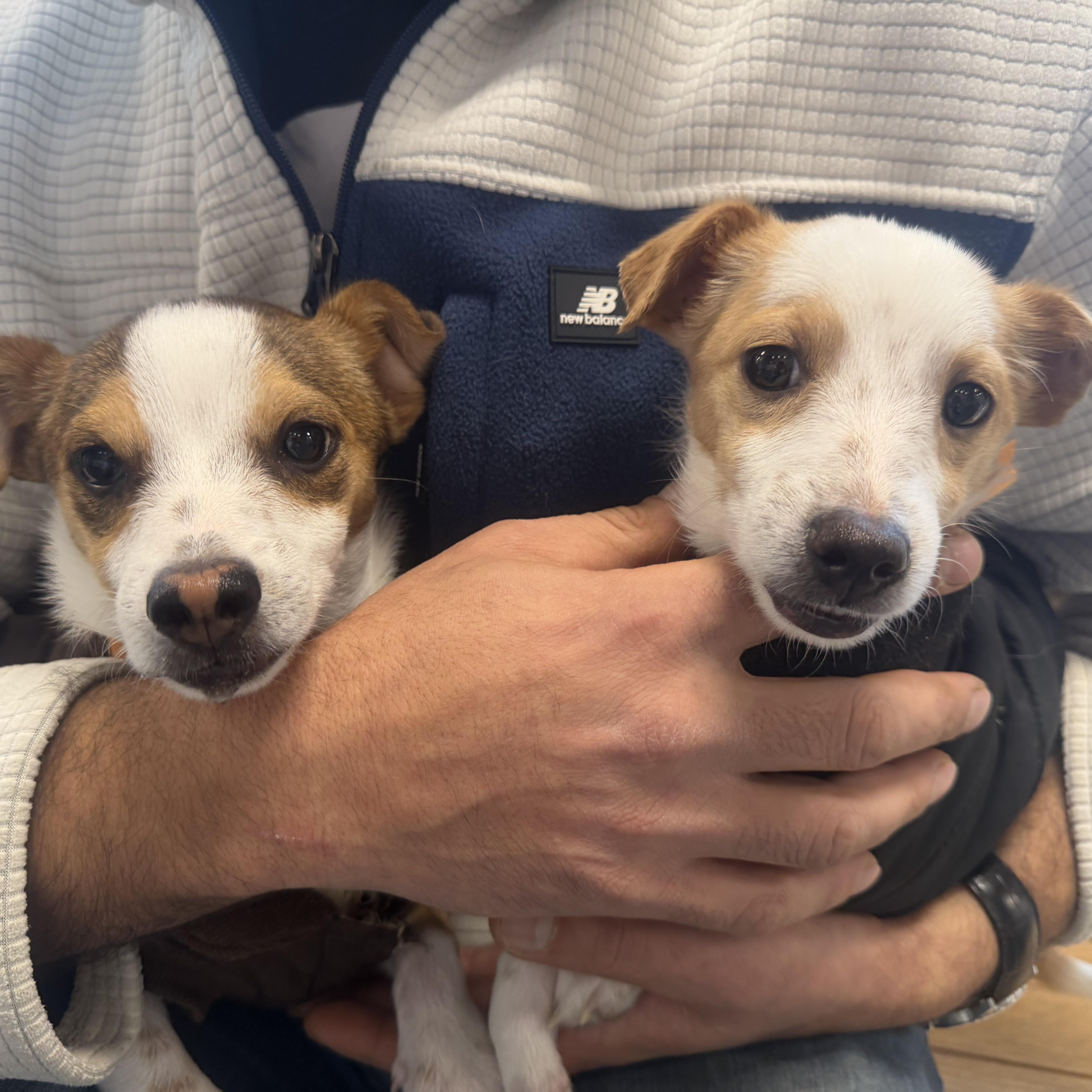 Mr. Itty Bitty Cj thumbnail 3