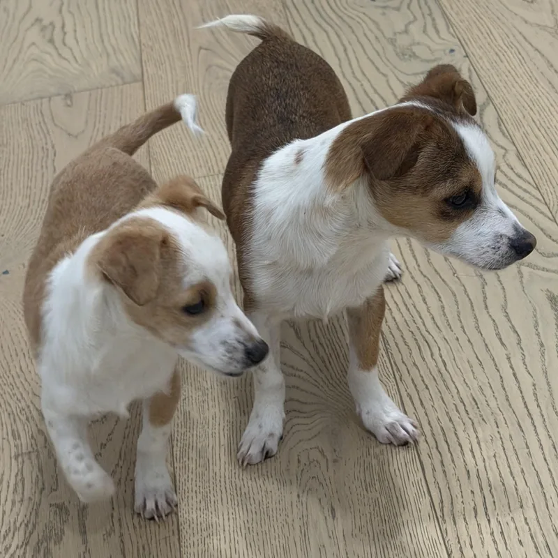 Mr. Itty Bitty Cj thumbnail 4