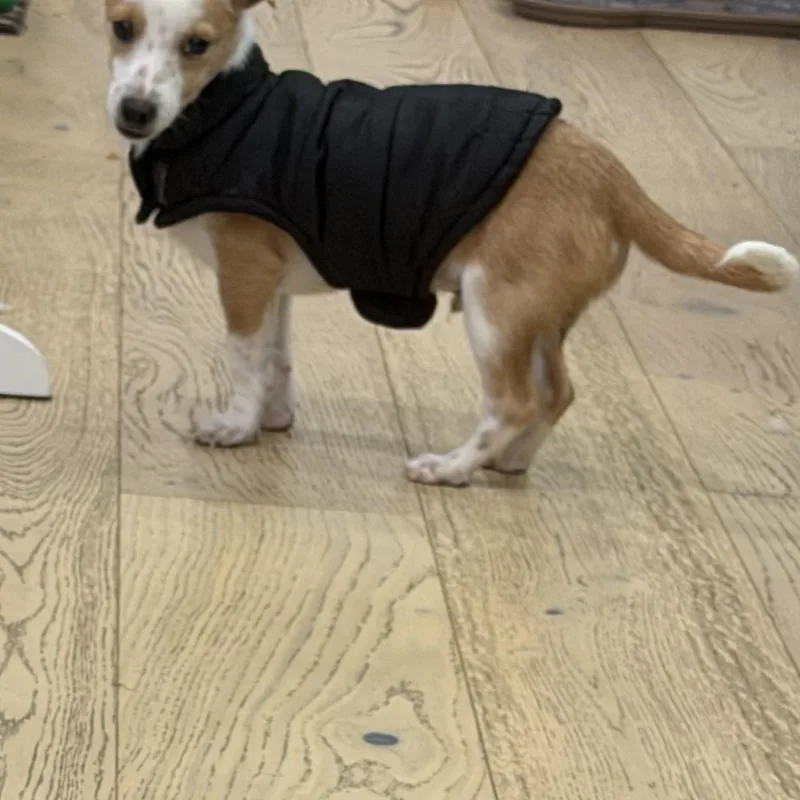 Mr. Itty Bitty Cj thumbnail 5