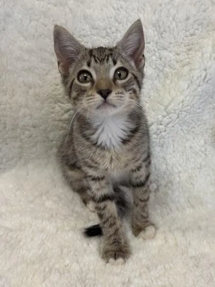 Shirley $ thumbnail 3