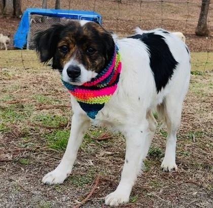 Peanut $ thumbnail 3