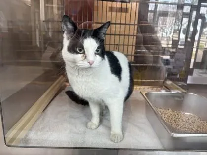 Smooth Operator thumbnail 2