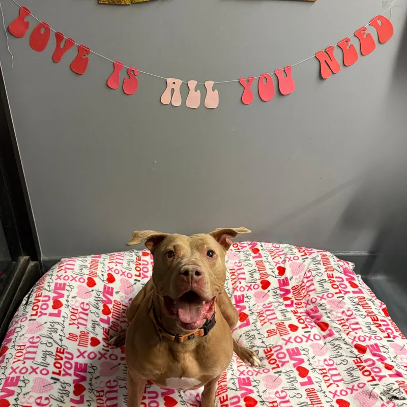 Fawny Tawny Cm thumbnail 2