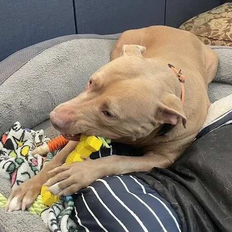 Fawny Tawny Cm thumbnail 3