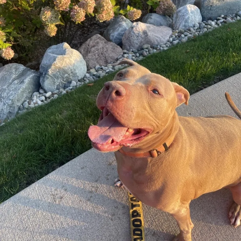 Fawny Tawny Cm thumbnail 4