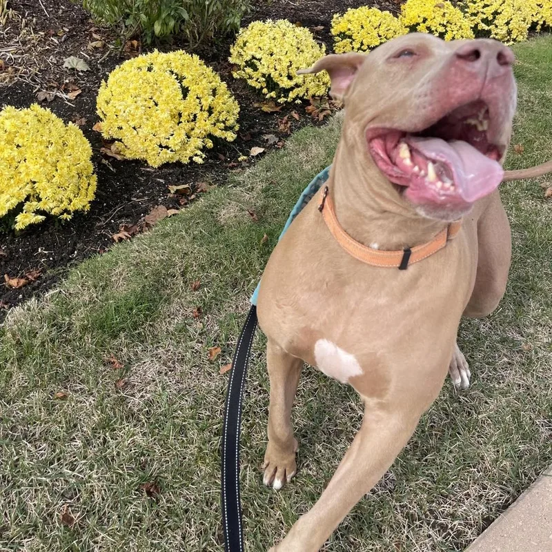 Fawny Tawny Cm thumbnail 5