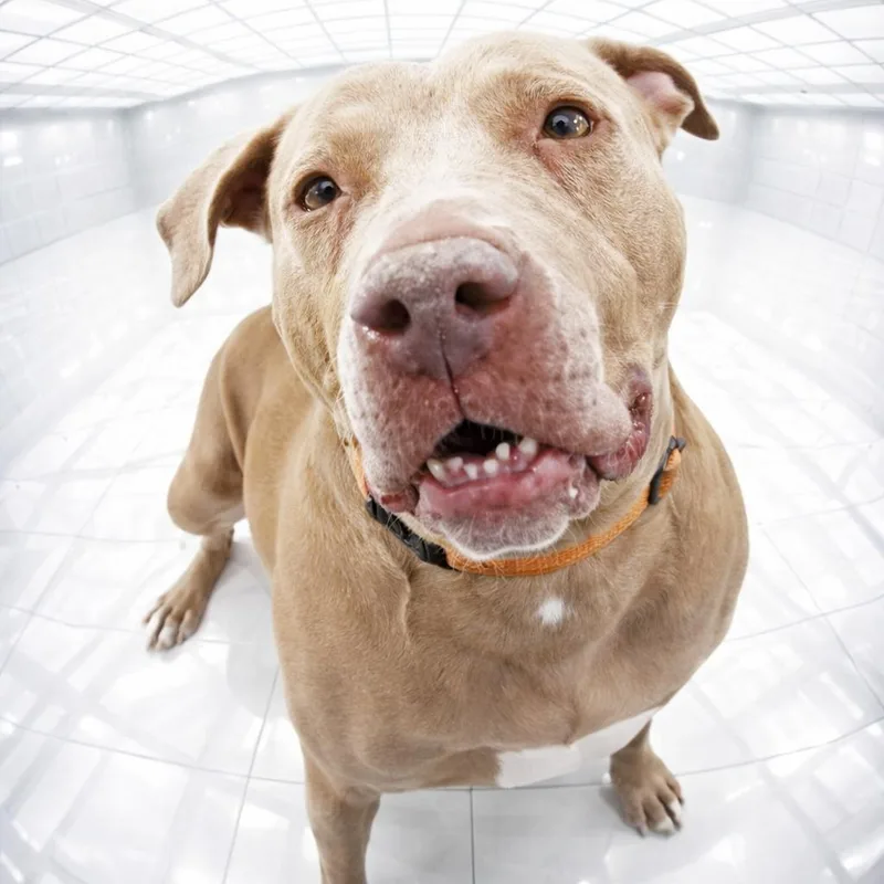 Fawny Tawny Cm thumbnail 6