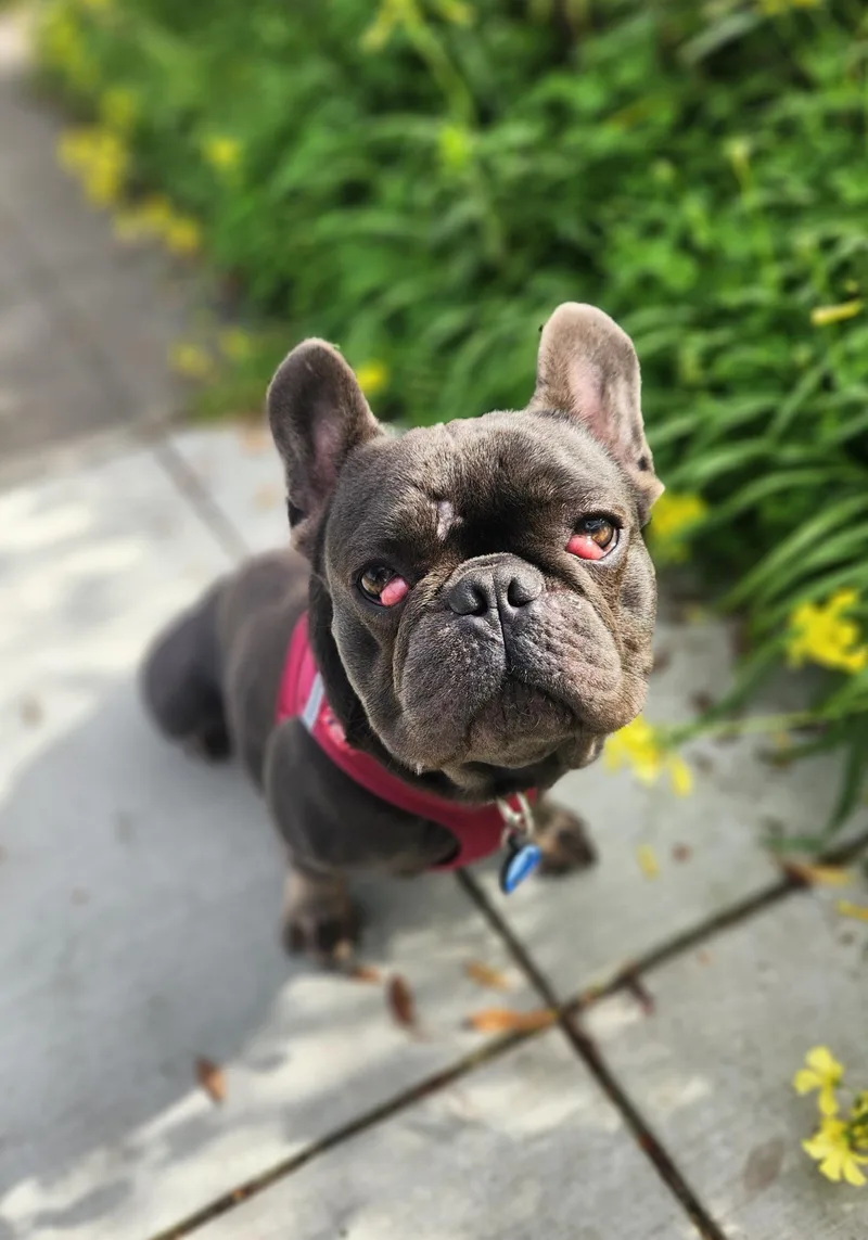 Maraschino thumbnail 2