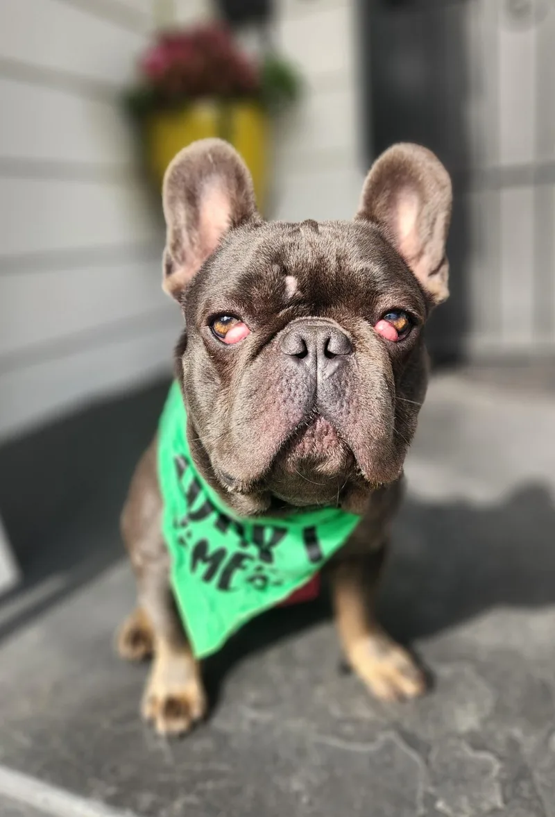 Maraschino thumbnail 3