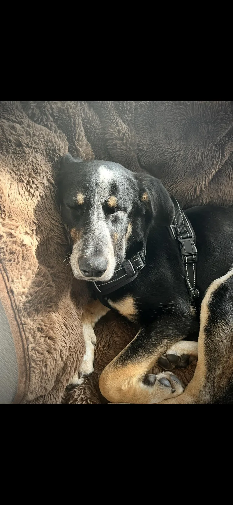 Yogi Bear thumbnail 2