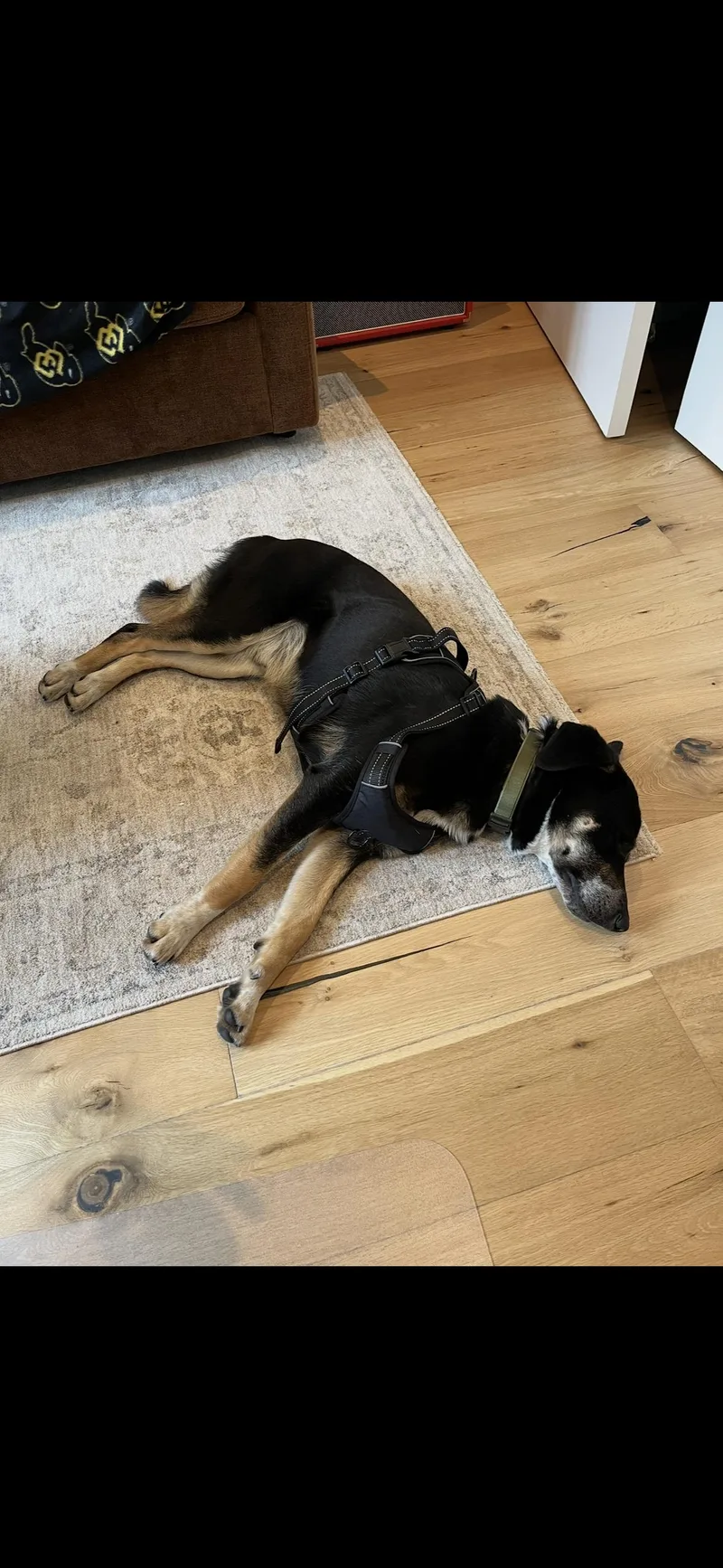 Yogi Bear thumbnail 3