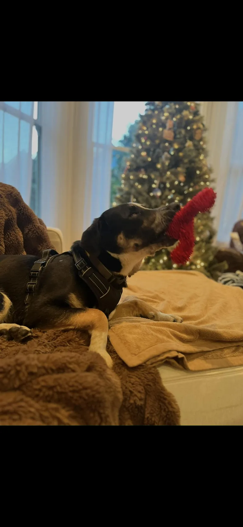 Yogi Bear thumbnail 4