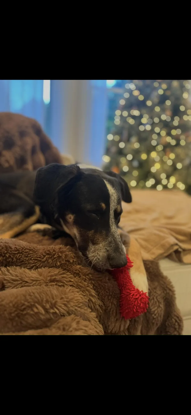 Yogi Bear thumbnail 5