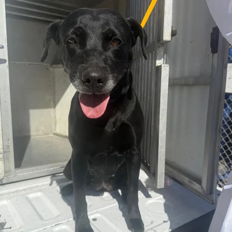 Victoria thumbnail 4