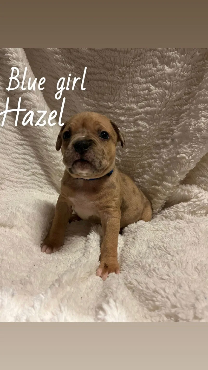Hazel  The Loyaltree