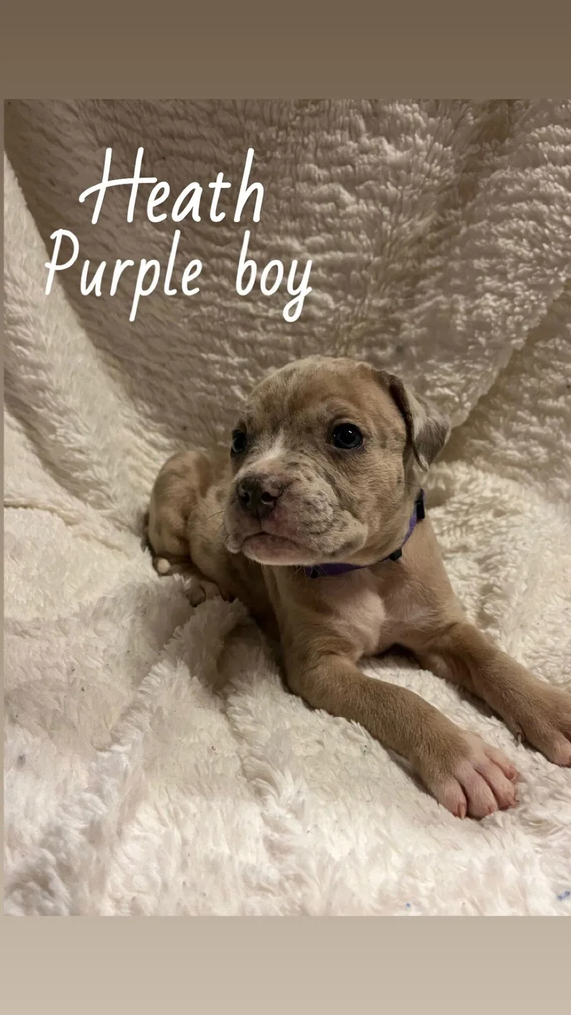 Heath  The Loyaltree