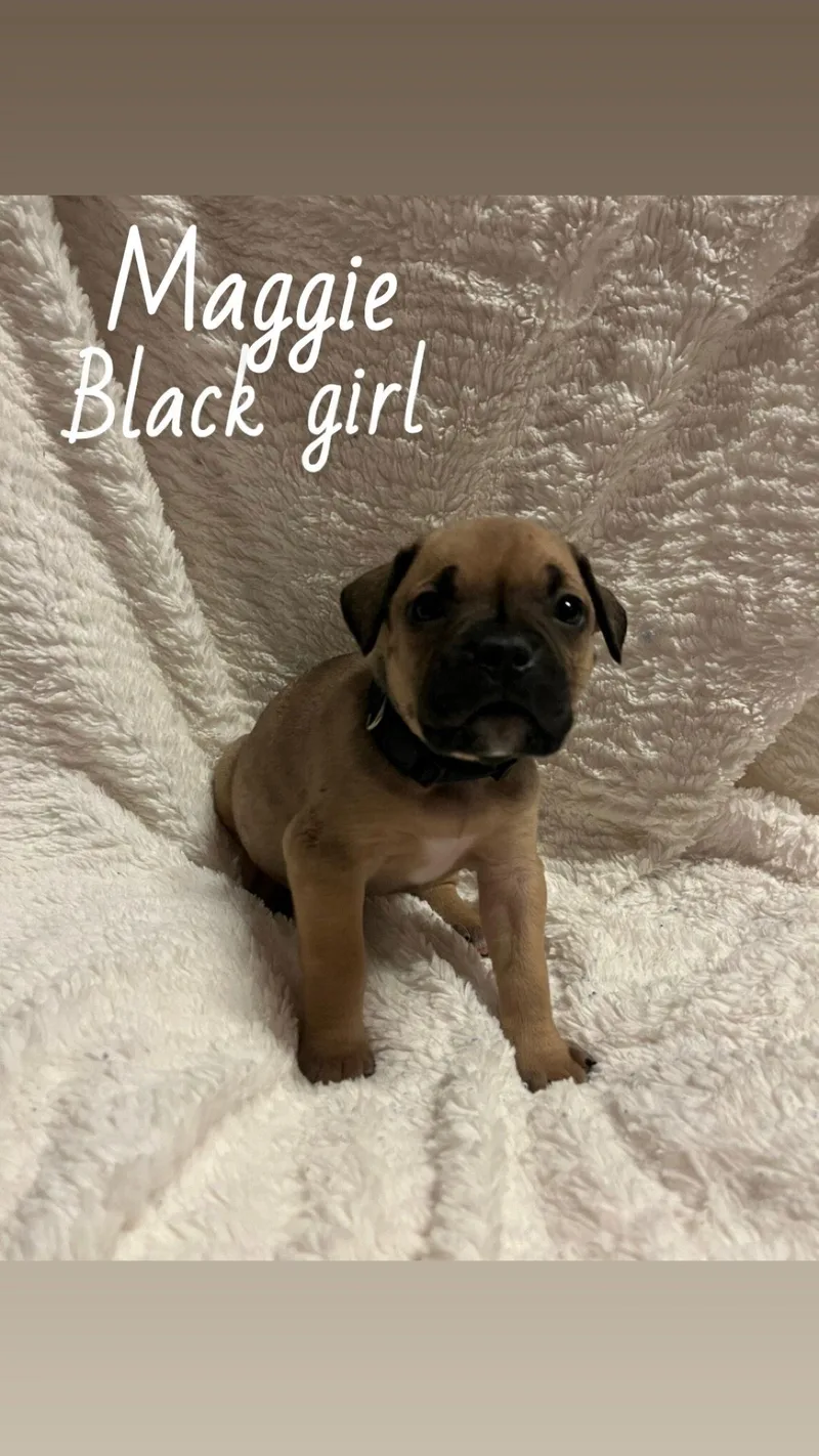 Magnolia  The Loyaltree