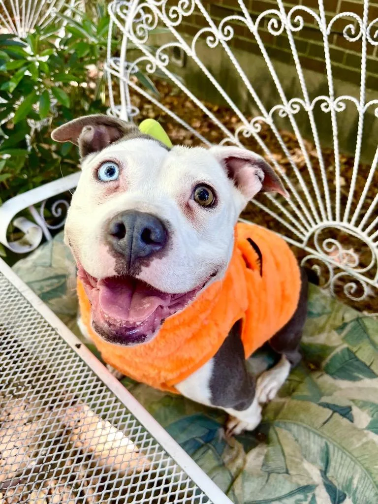 Lucinda  Local thumbnail 4