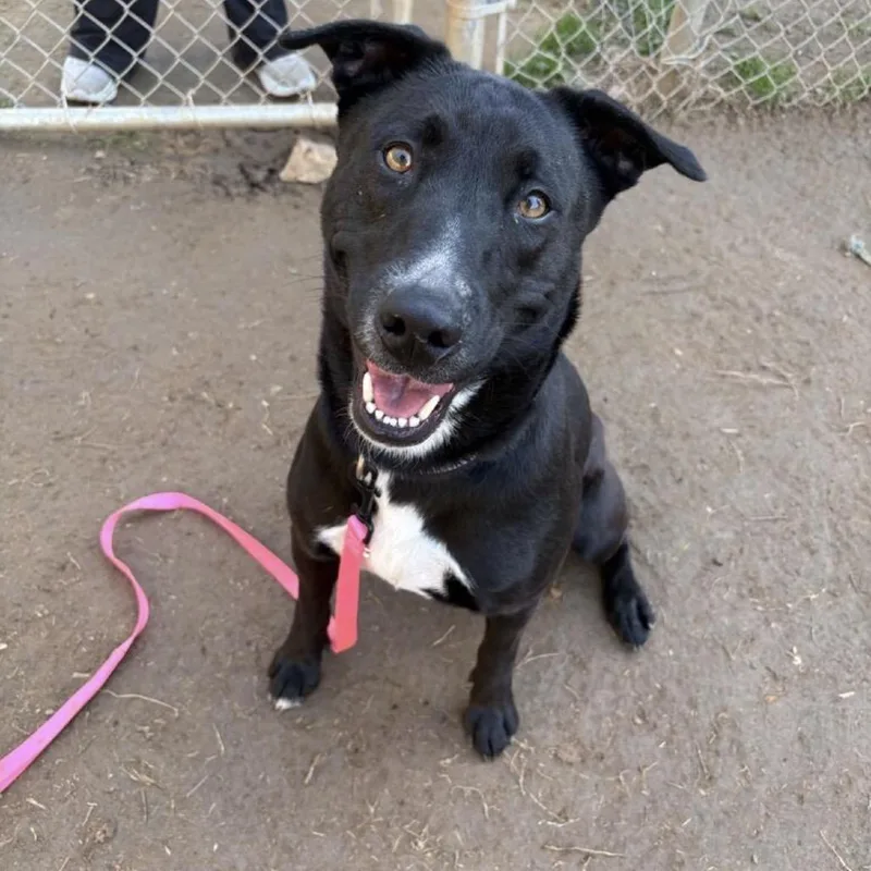 Novaleigh thumbnail 2