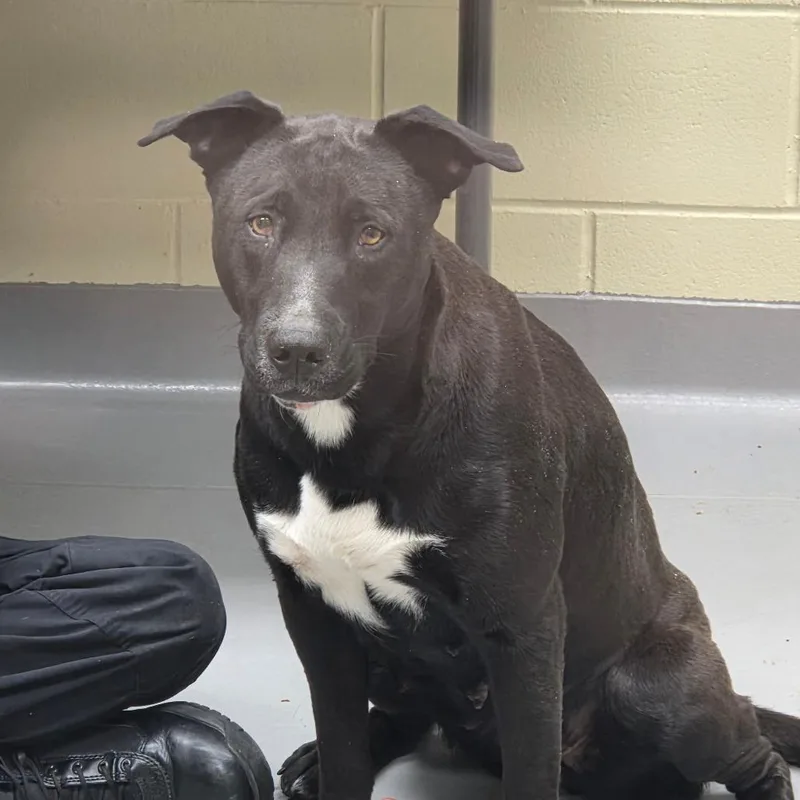 Novaleigh thumbnail 3