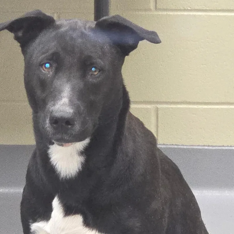 Novaleigh thumbnail 4