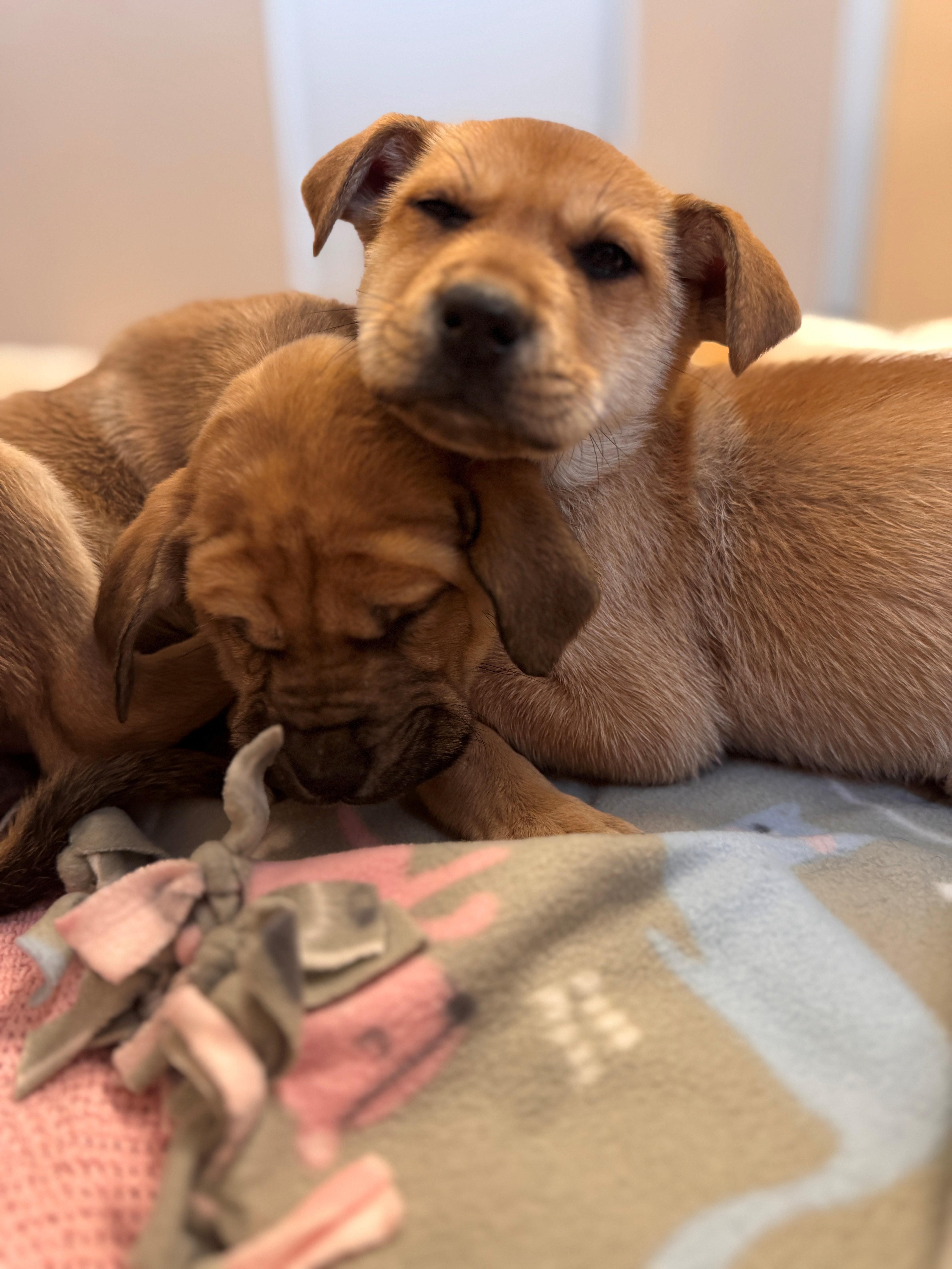 Funshine Bear thumbnail 3