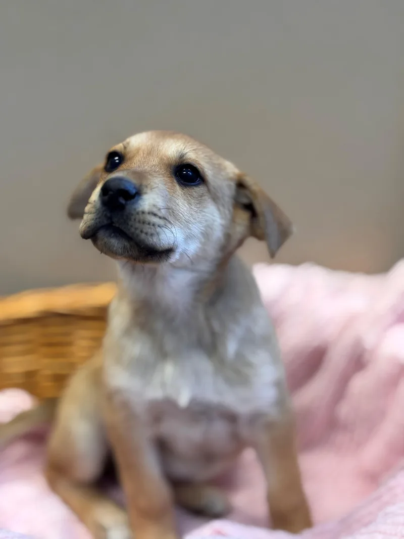 Funshine Bear thumbnail 4