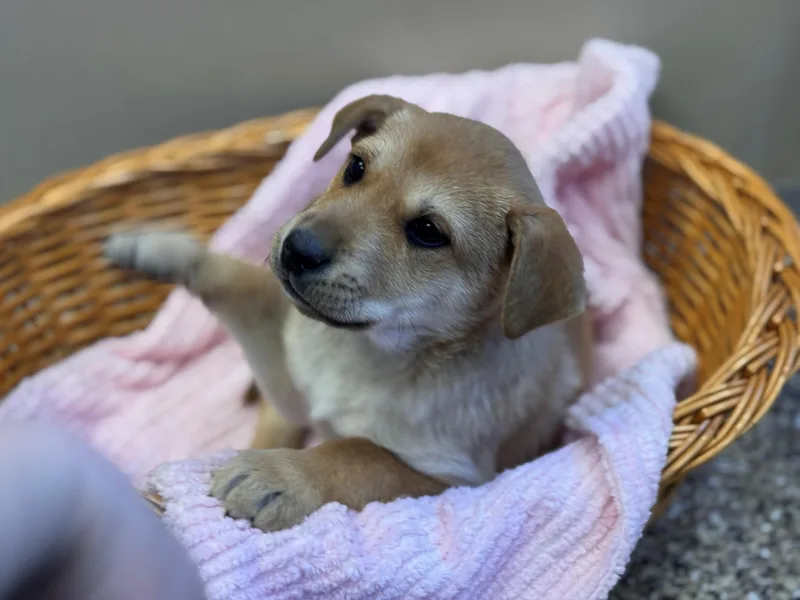 Funshine Bear thumbnail 5