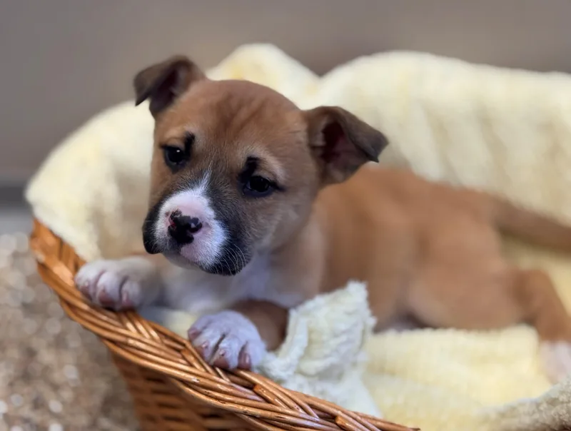 Cheer Bear thumbnail 2