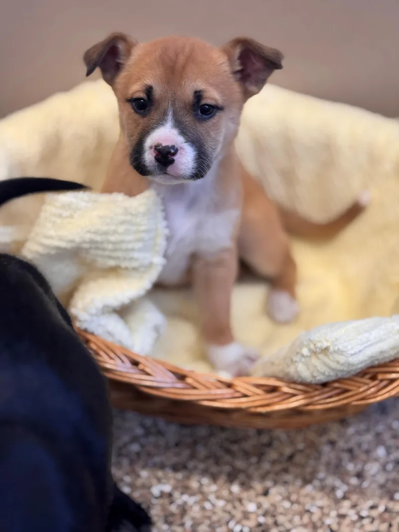 Cheer Bear thumbnail 3