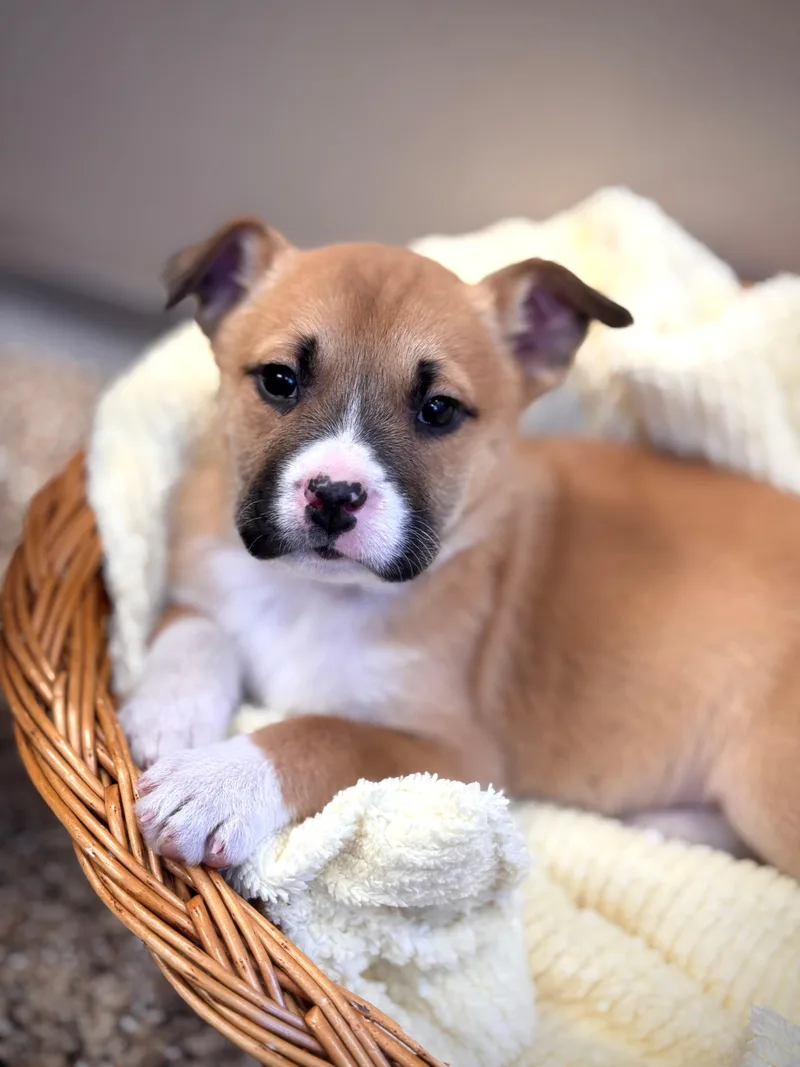 Cheer Bear thumbnail 4