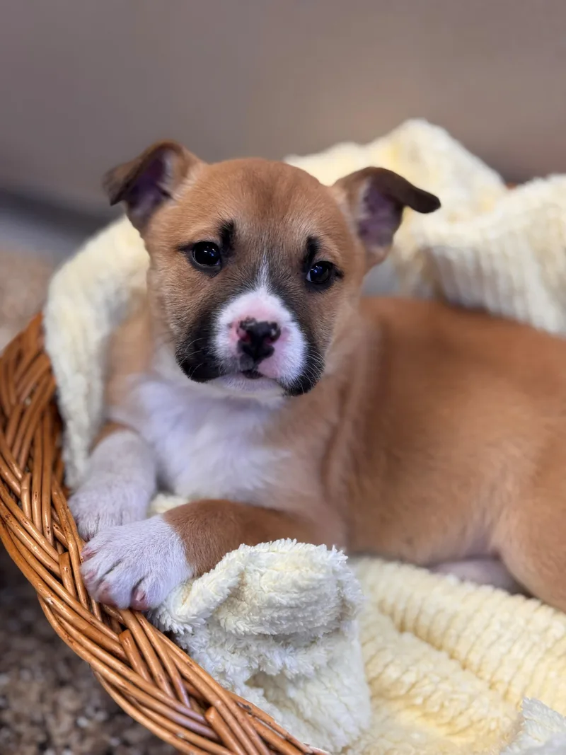 Cheer Bear thumbnail 5