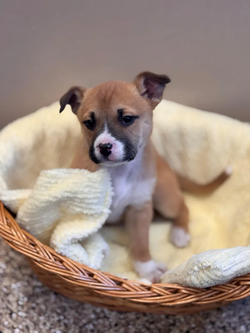 Cheer Bear thumbnail 6