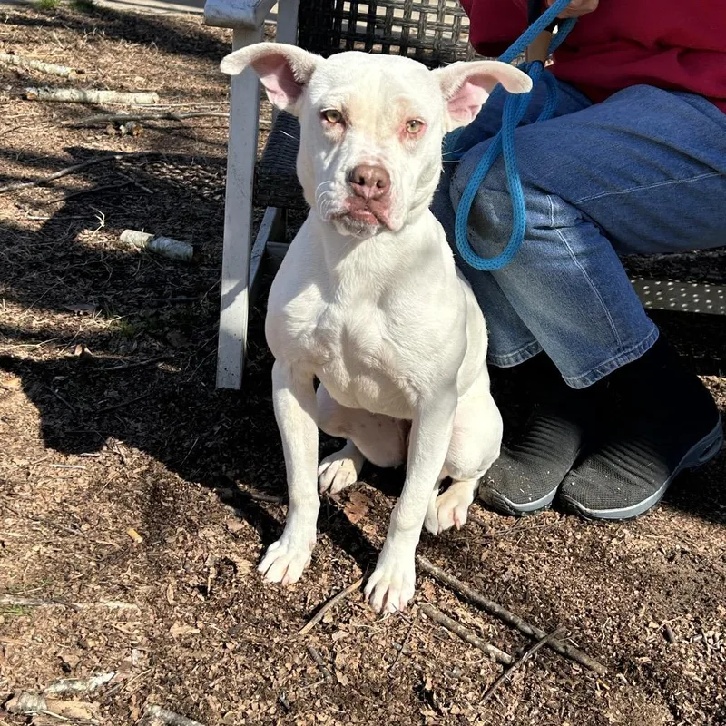 Rollie Pollie thumbnail 3