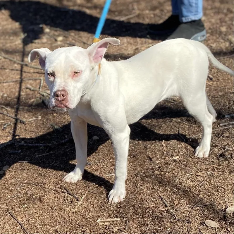 Rollie Pollie thumbnail 5