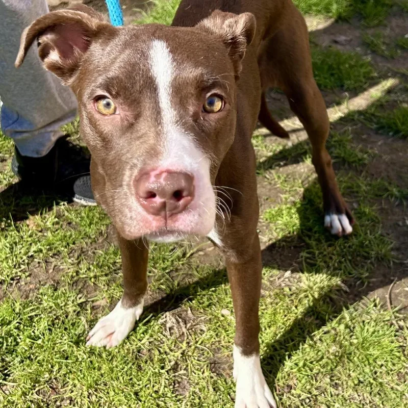 Junie B Jones thumbnail 2