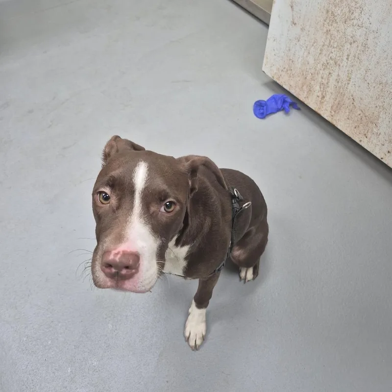 Junie B Jones thumbnail 4