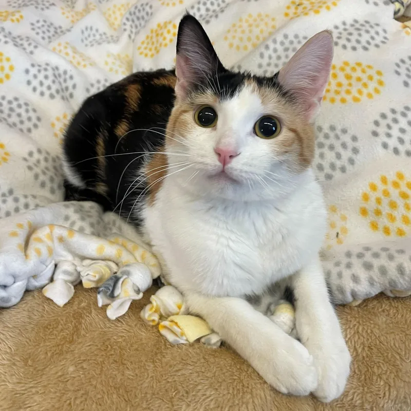 A young medium-sized female Calico Domestic Short Hair cat named Rosa for adoption in Rochester, MN