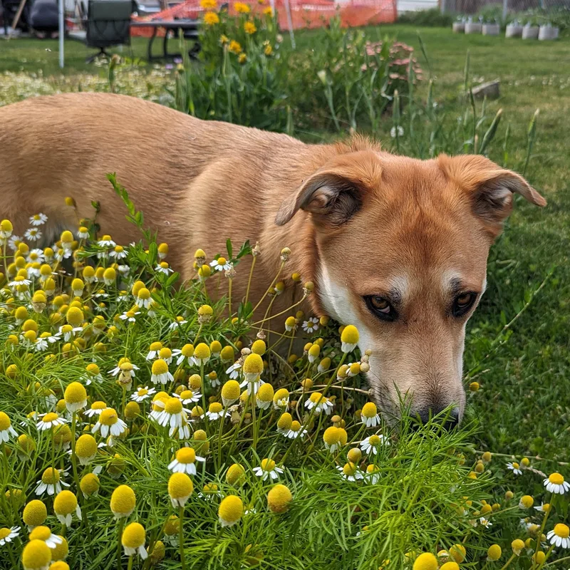 River Song thumbnail 5