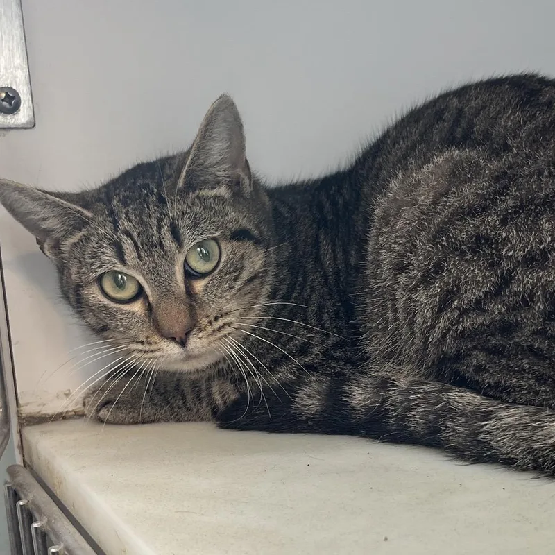 An adult medium-sized female Domestic Short Hair cat named Guppy for adoption in Normal, IL
