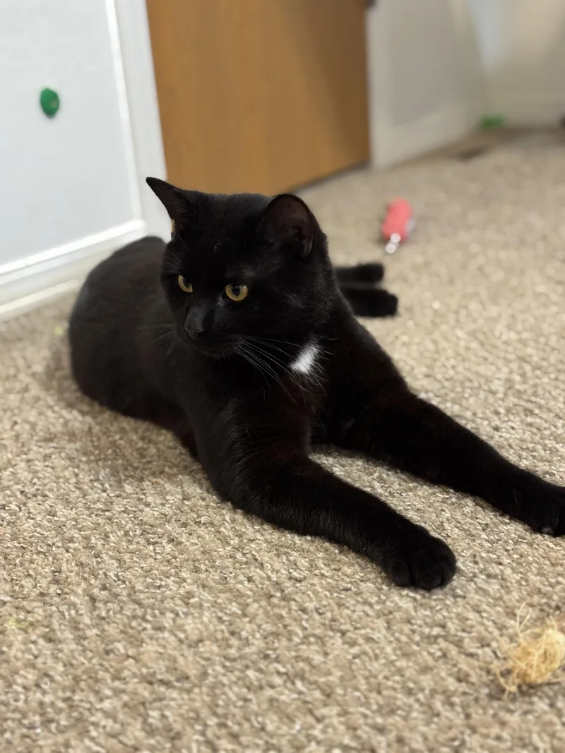 A young large-sized male Domestic Short Hair cat named Obsidian for adoption in Springfield, MO