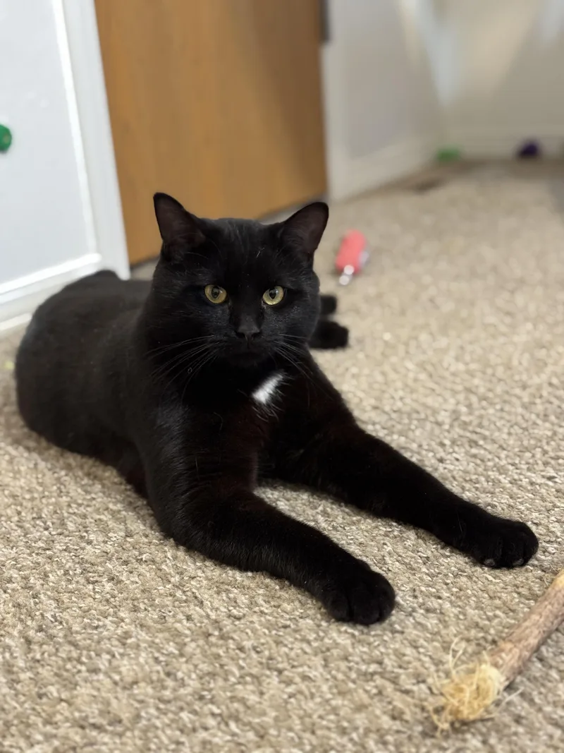 Obsidian thumbnail 2