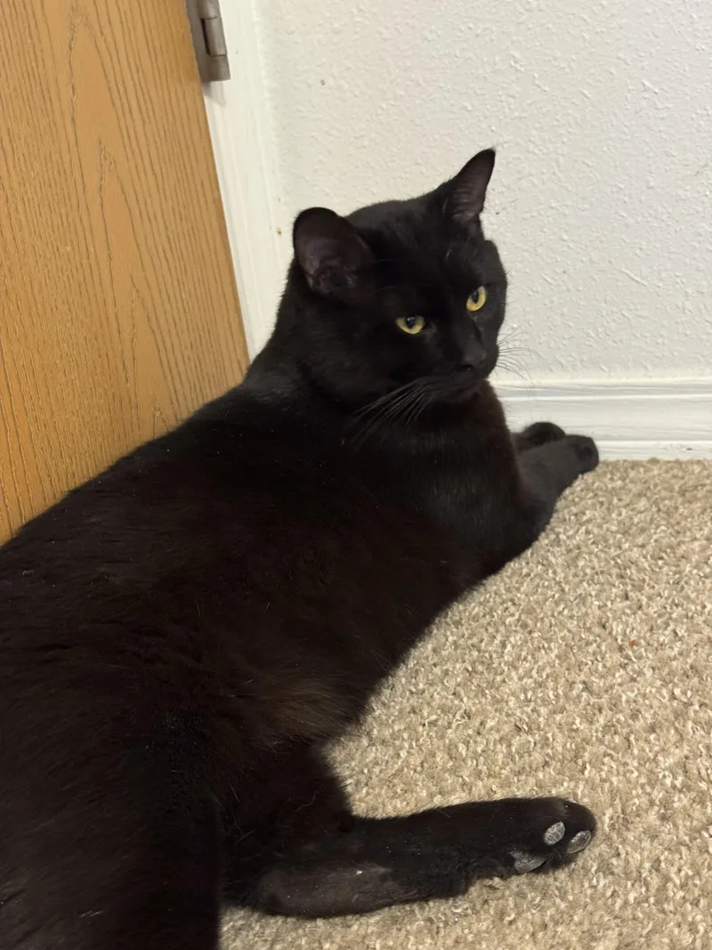 Obsidian thumbnail 3